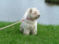 Klik op de foto voor groter formaat